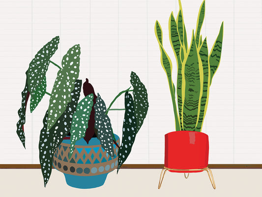 Potted Plant Friends I Canvas Print