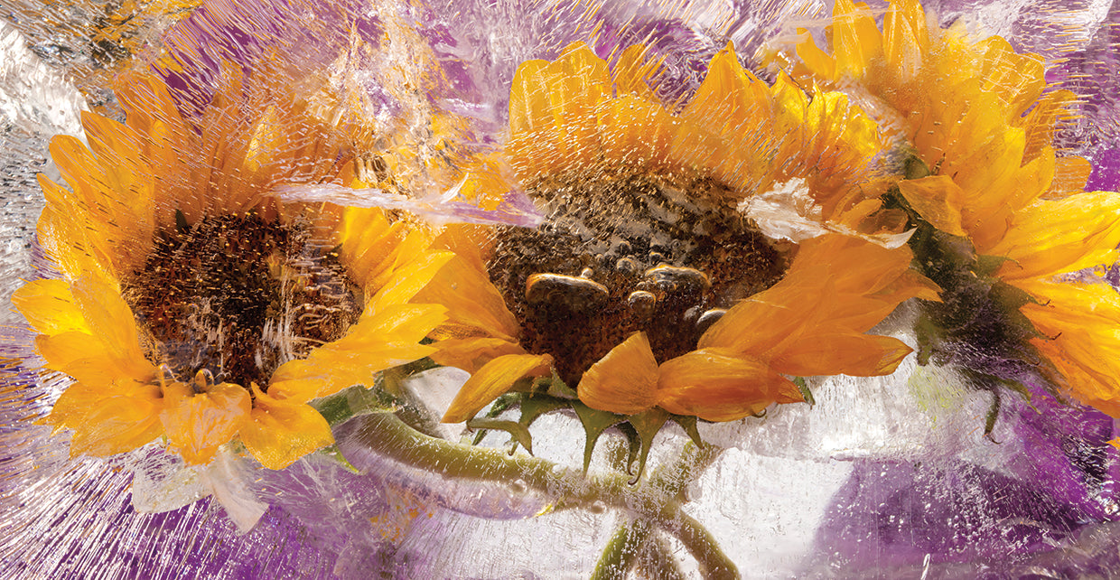 Sunflowers Pop - Frozen Sunflowers