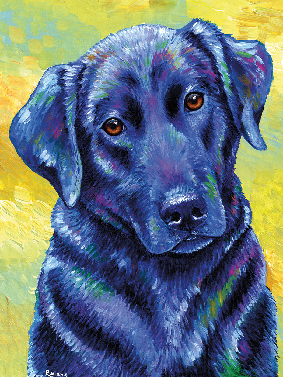 Black Labrador Retriever