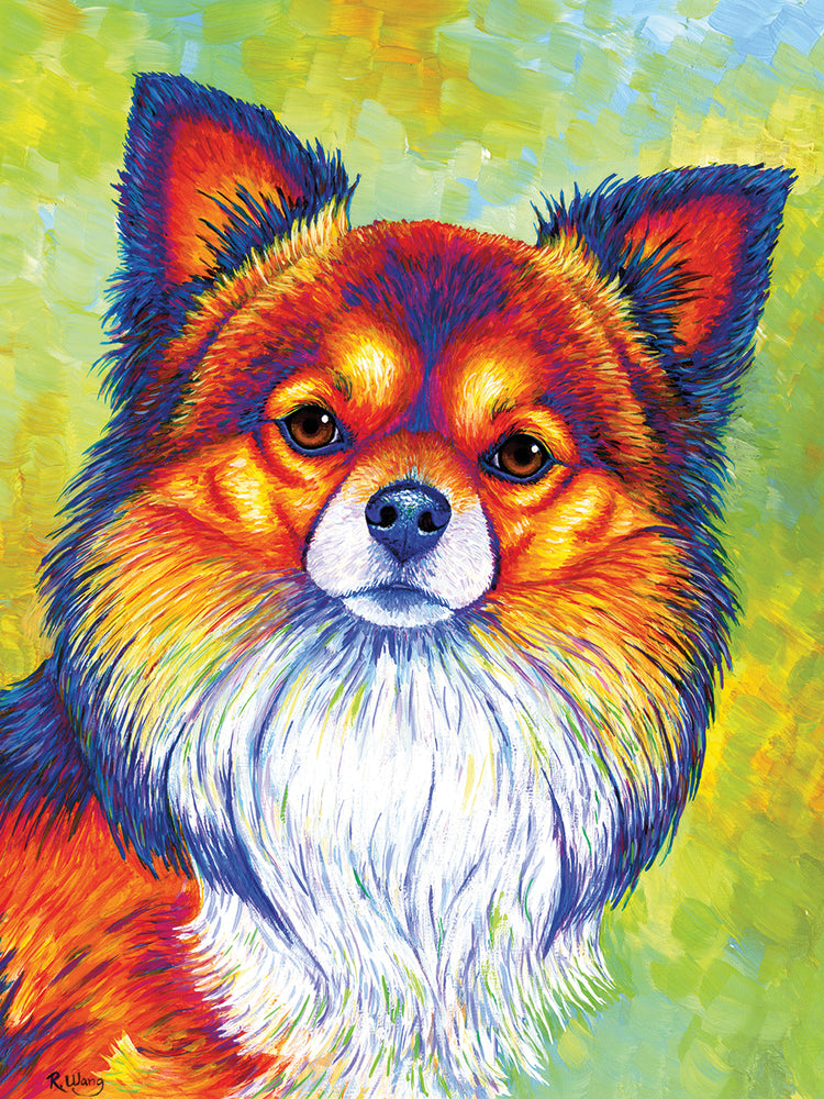 Longhaired Chihuahua