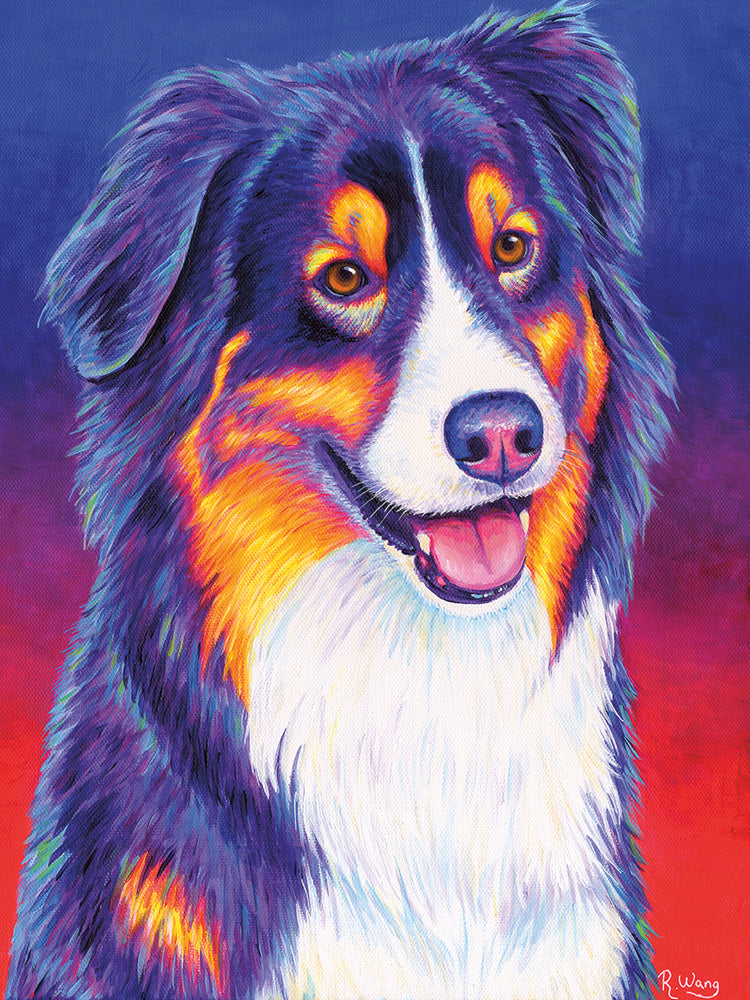 Colorful Triolor Australian Shepherd