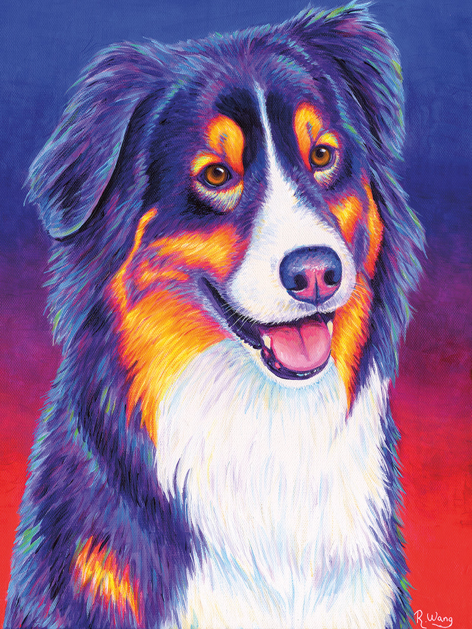 Colorful Triolor Australian Shepherd