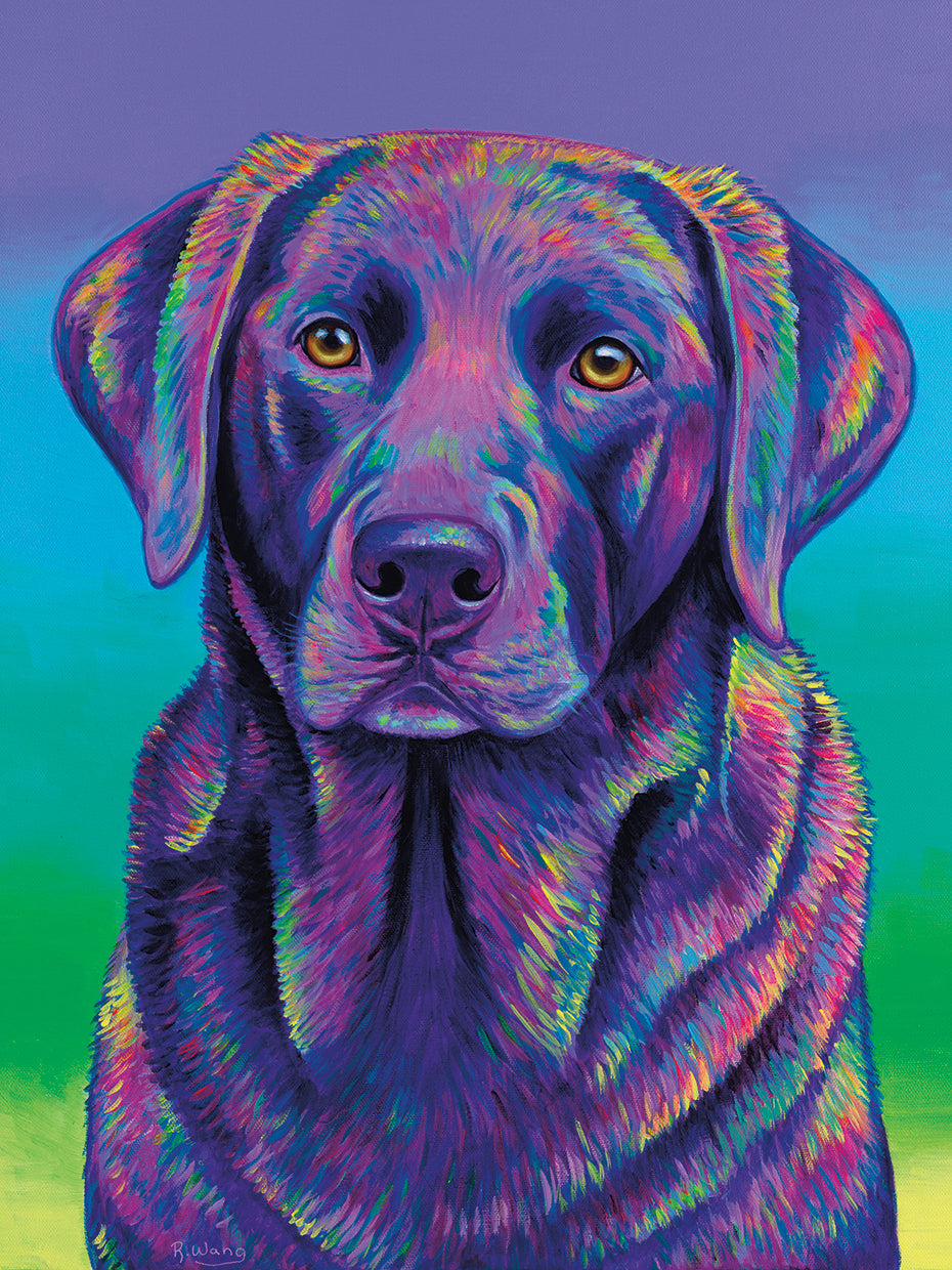 Purple Chocolate Labrador Retriever