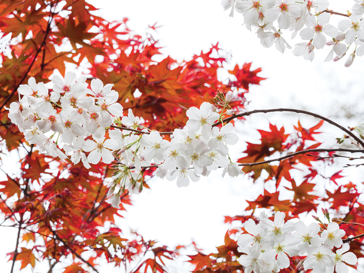 Spring Blossoms Red & White