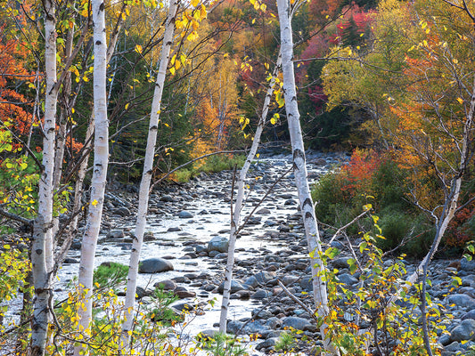 River in the Fall Canvas Print