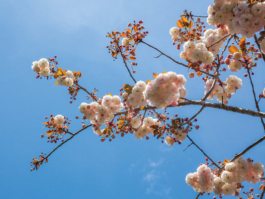 Blue Sky with Spring Blossoms Canvas Print