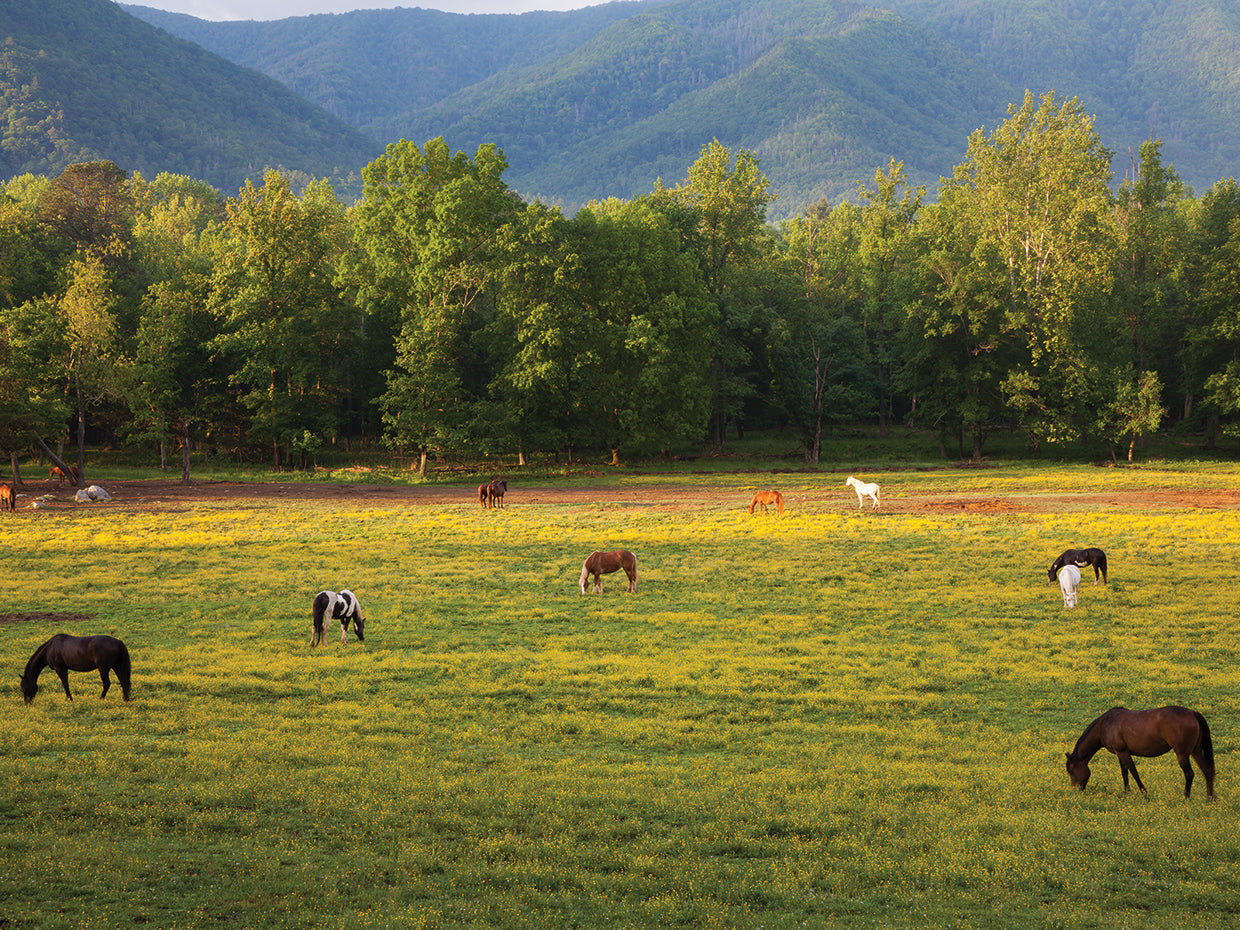 Grazing Horses 1