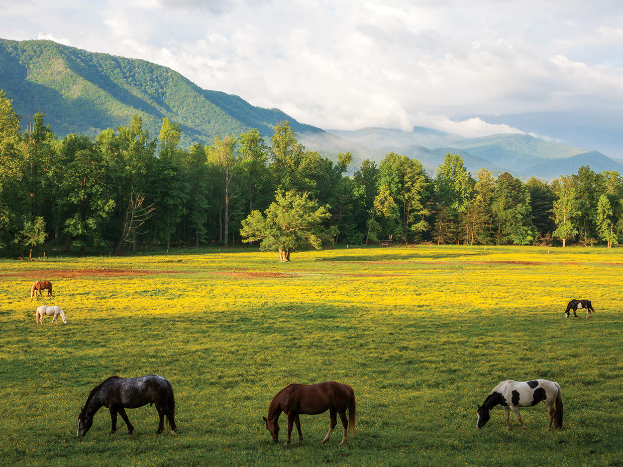 Grazing Horses 2