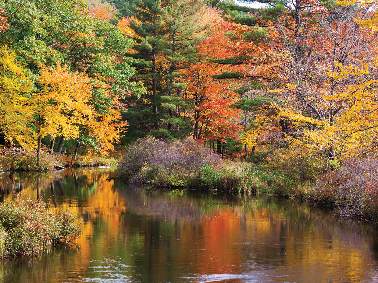 Colors of Fall