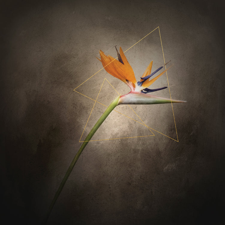 Graceful flower - Strelitzia | vintage style gold