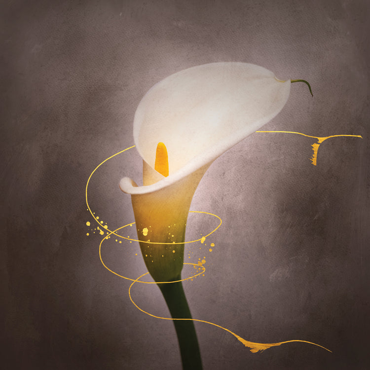Graceful flower - Calla No. 4 | vintage style gold