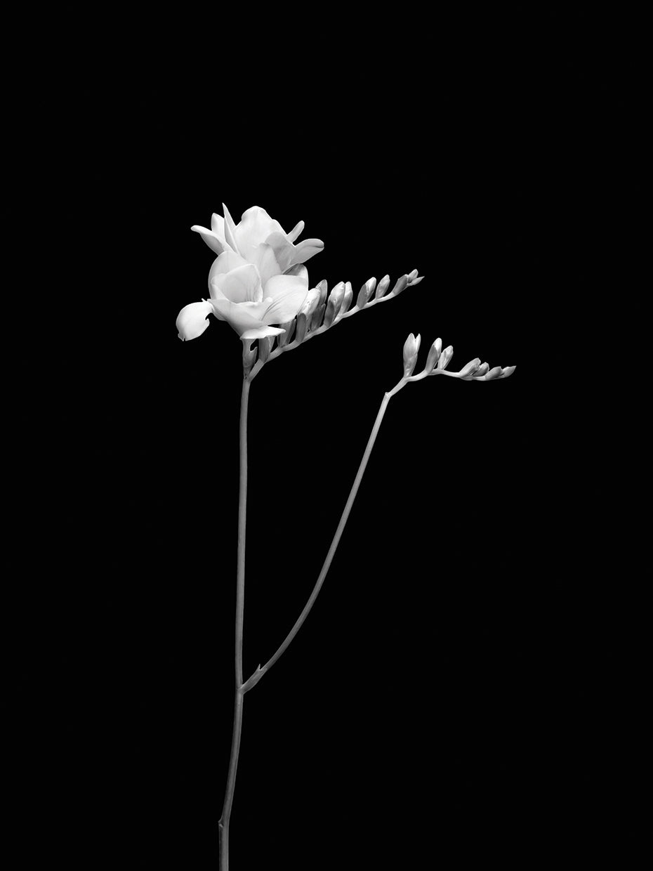 Freesia | dark design