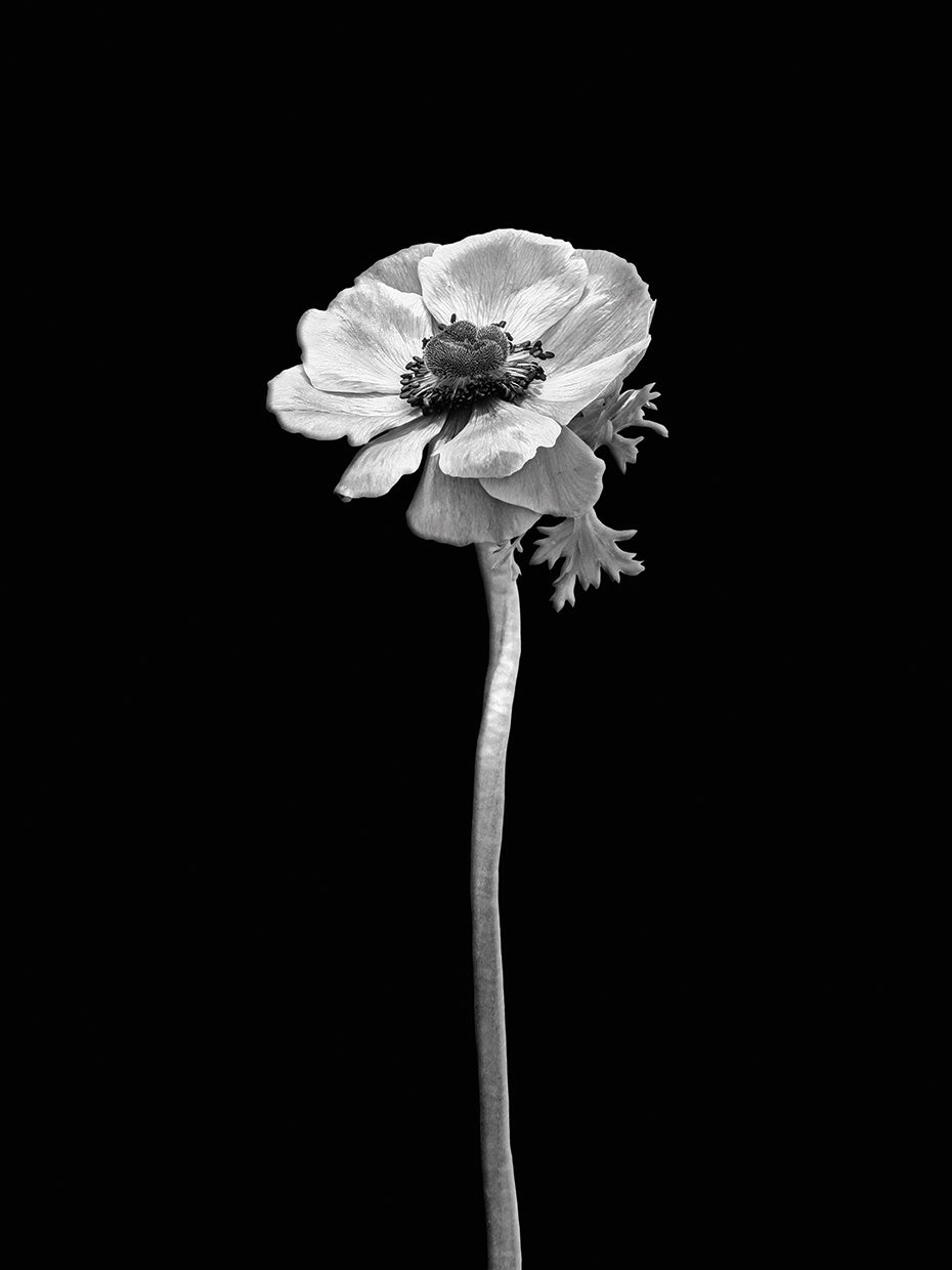 Anemone coronaria | dark design