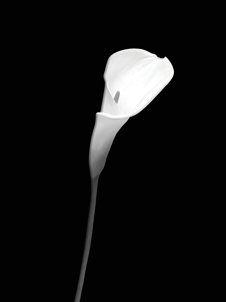 Calla | dark design