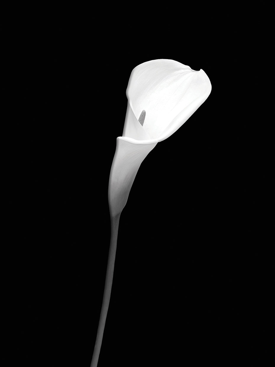 Calla | dark design