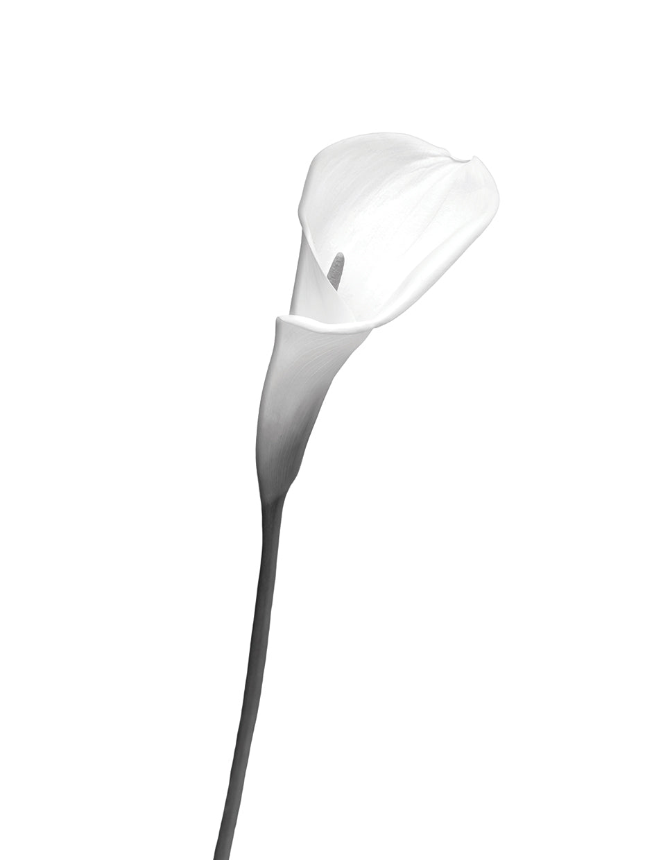 Calla | bright design