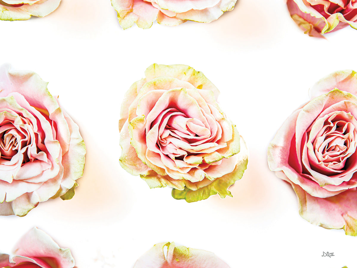 Pale Pink Rose Blooms I
