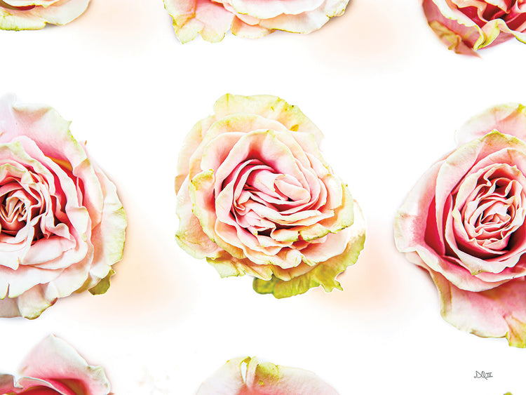 Pale Pink Rose Blooms I