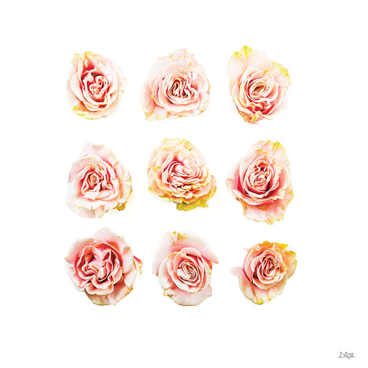Pale Pink Rose Blooms II Canvas Print