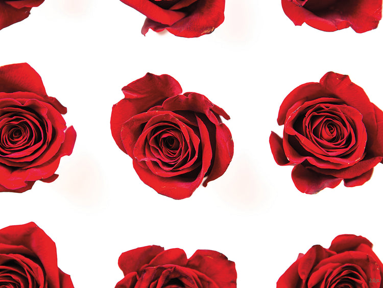 Red Roses II