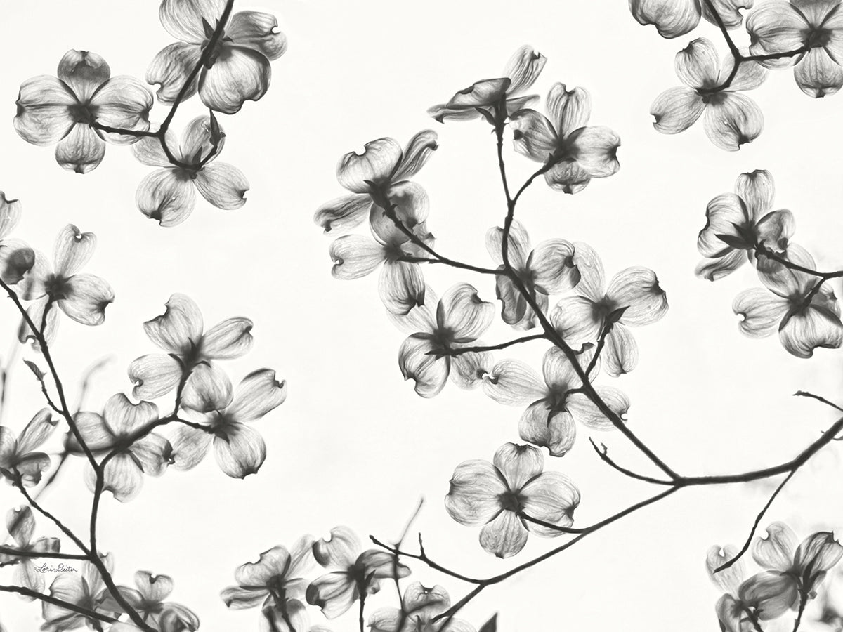 Dogwood Blossom Silhouette