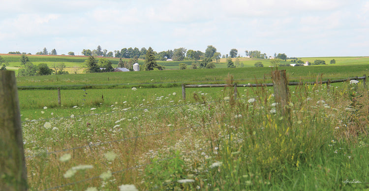 Along the Country Road