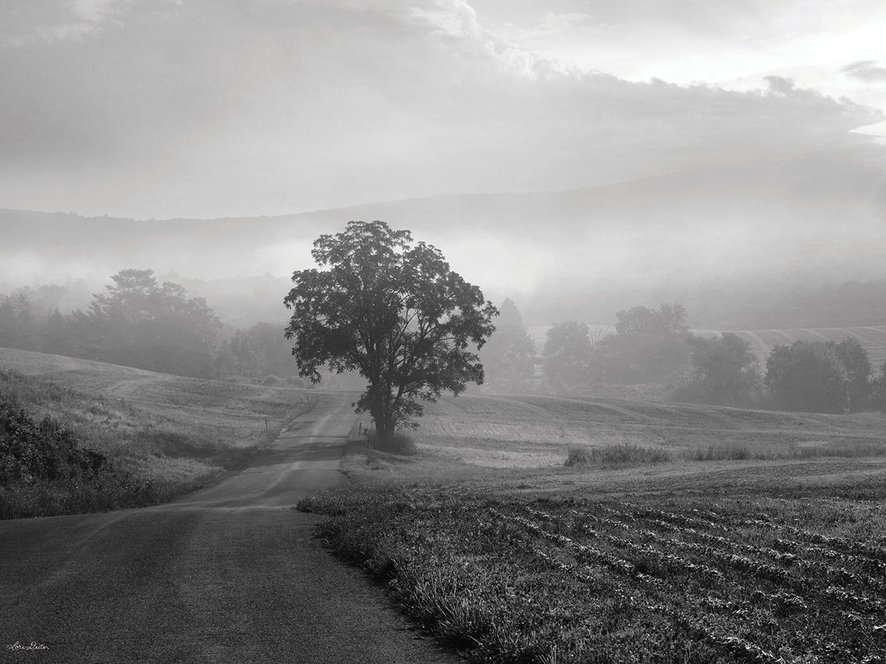 Morning Haze II