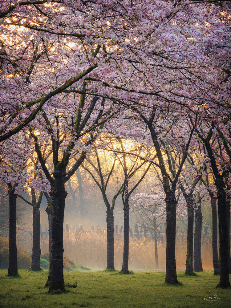 Cherry Trees at Sunrise
