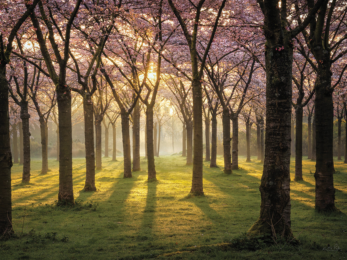 Cherry Trees in Morning Light I
