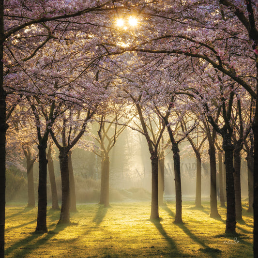 Cherry Trees in Morning Light II Canvas Print