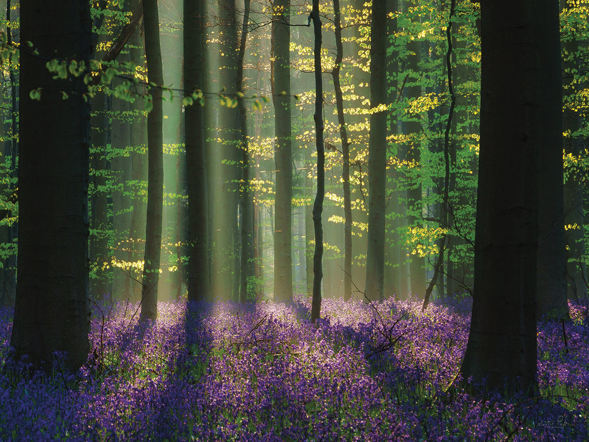 Perfect Spring Scene