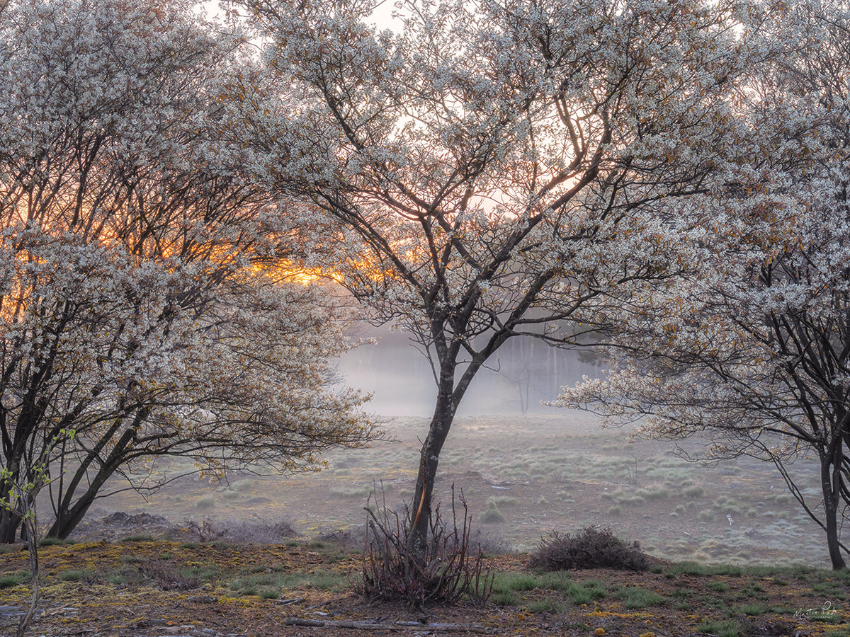 Spring Bushes
