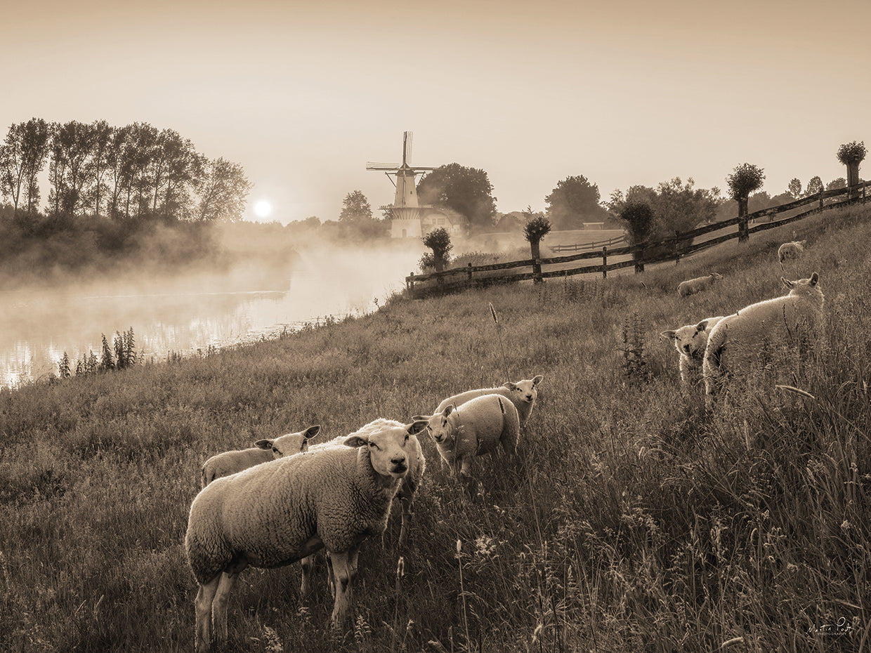 Grazing Sheep