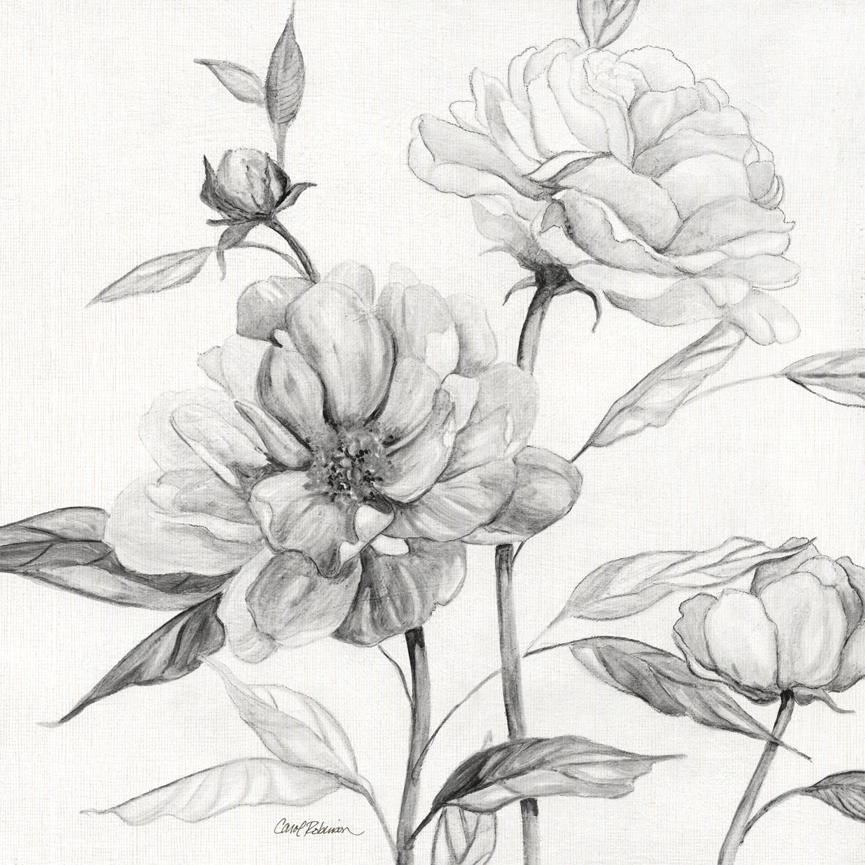 Linen Peony Sketch I