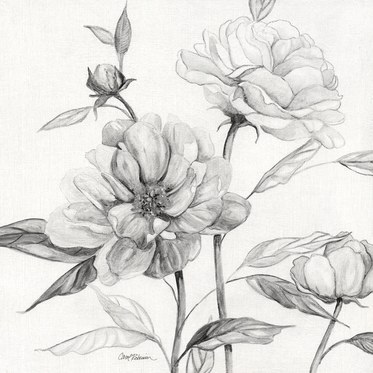 Linen Peony Sketch I