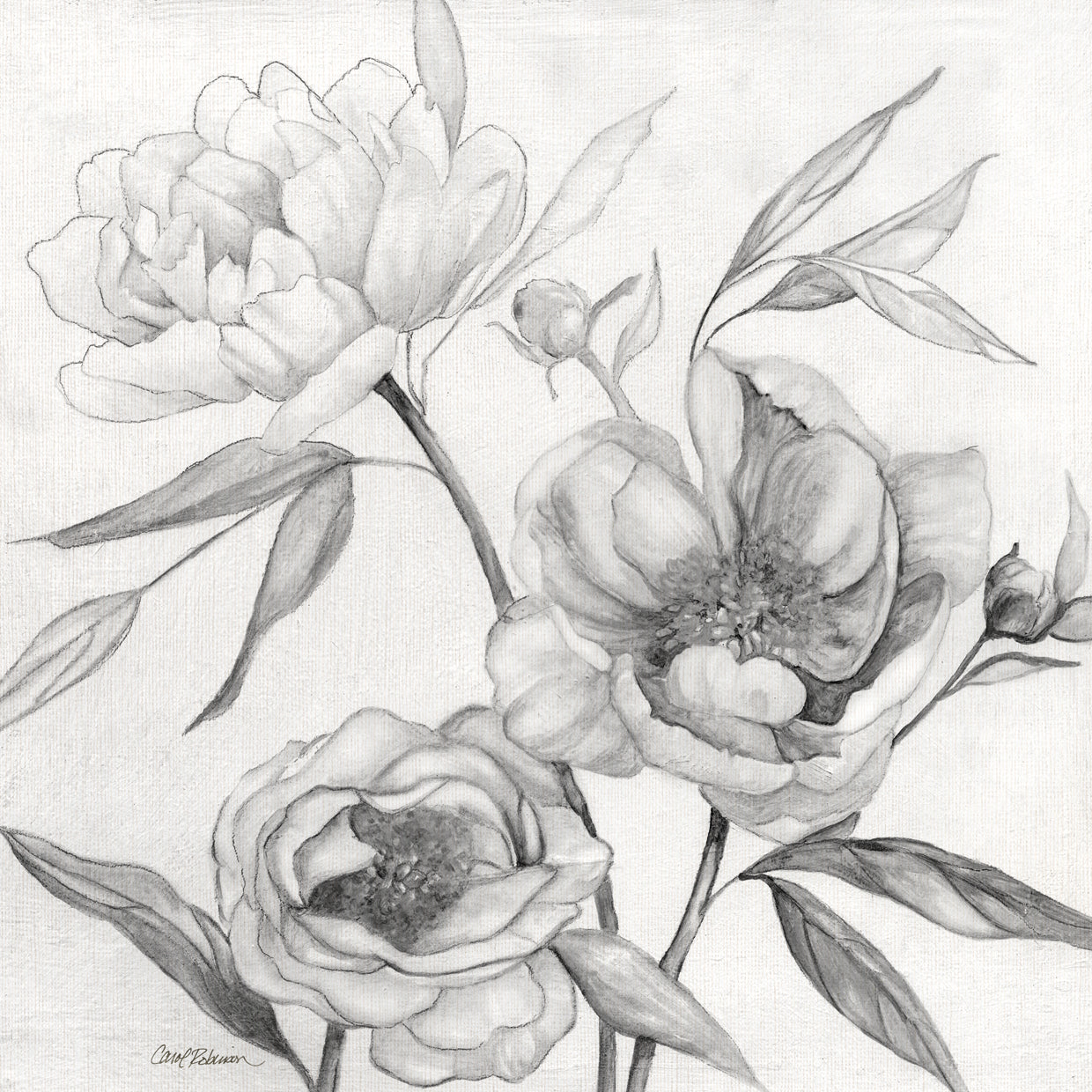 Linen Peony Sketch II