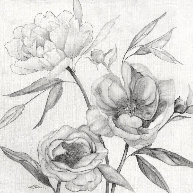 Linen Peony Sketch II