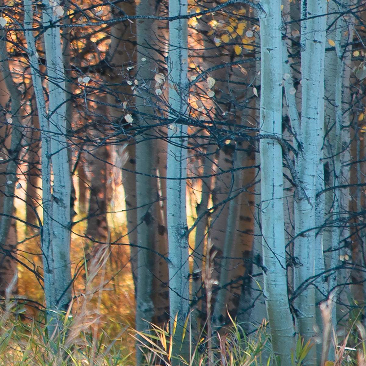 Fall Birch II