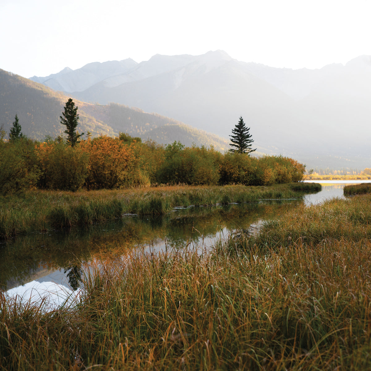 Fall Marshland