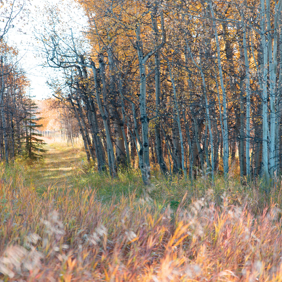 Sunlit Pathway