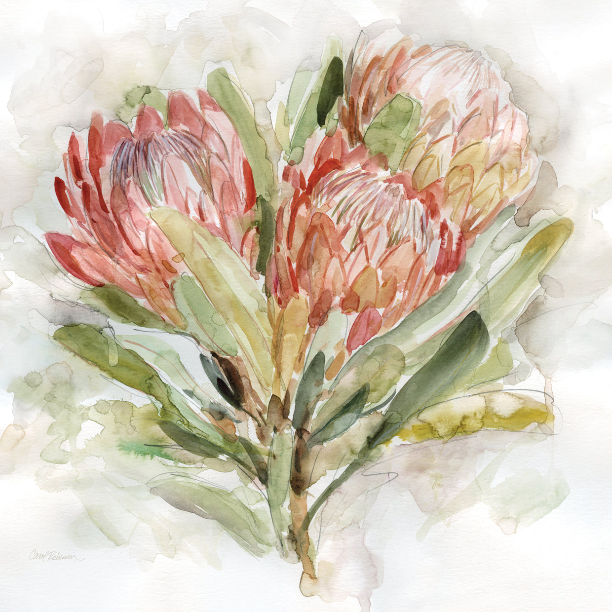 Pale Protea II