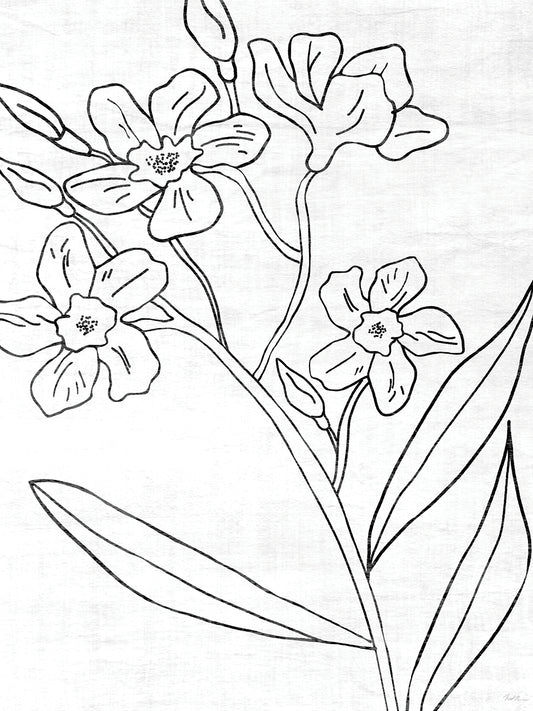 Botanical Sketch II Canvas Print