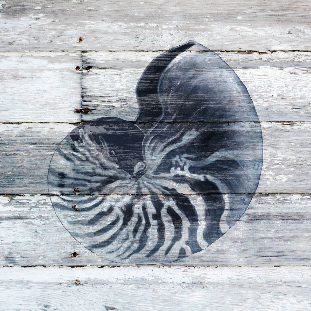 Blue Nautilus