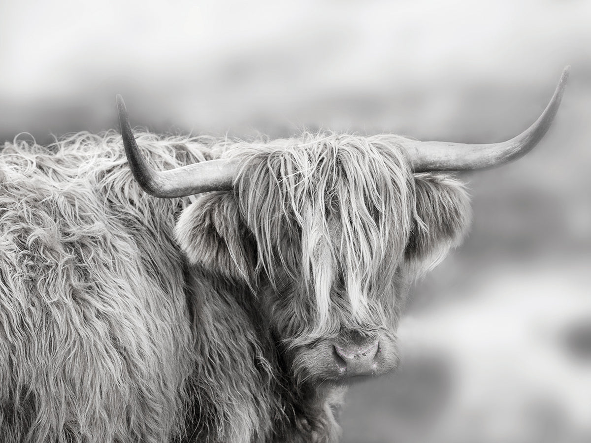 Roaming Isle of Skye