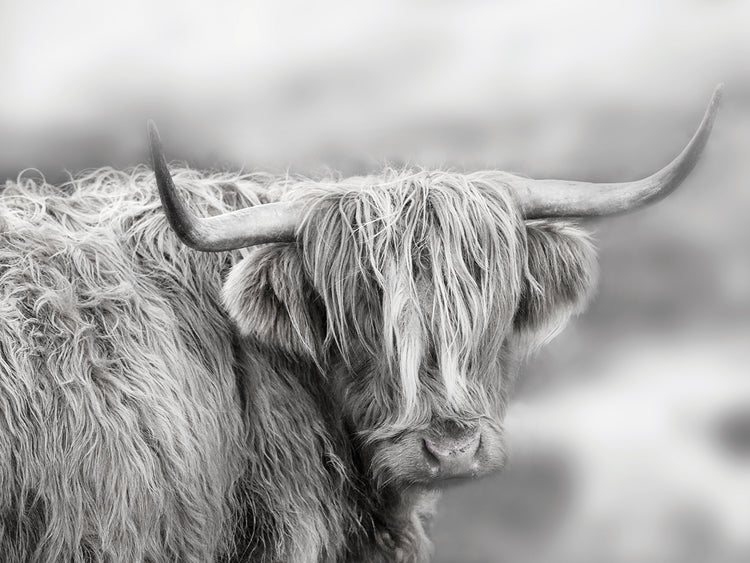 Isla itinerante de Skye Lienzo