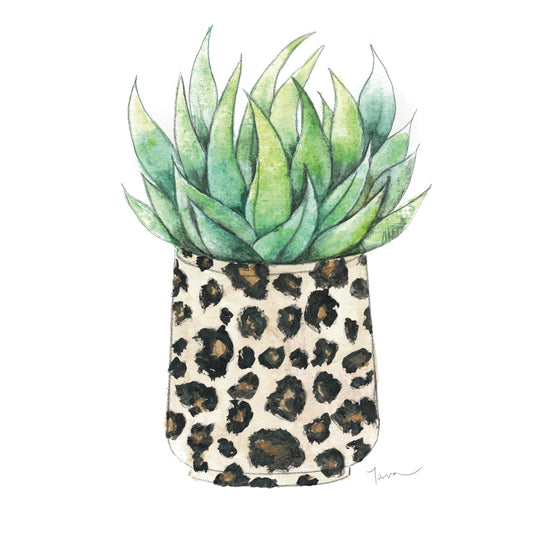 Spotted Agave