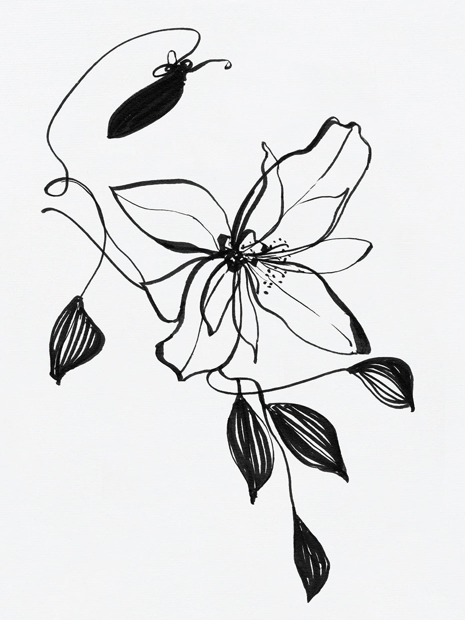 Wild Clematis I