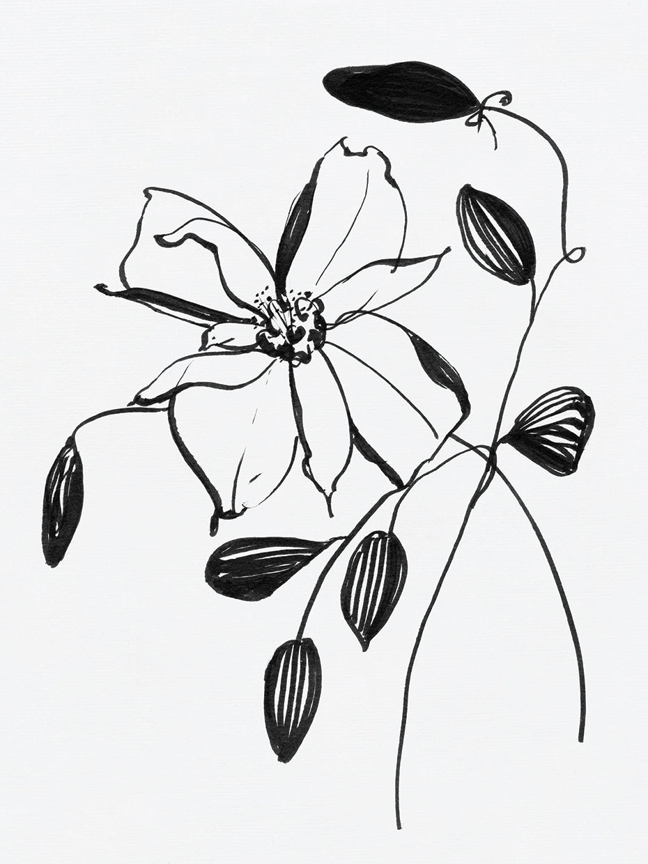 Wild Clematis II