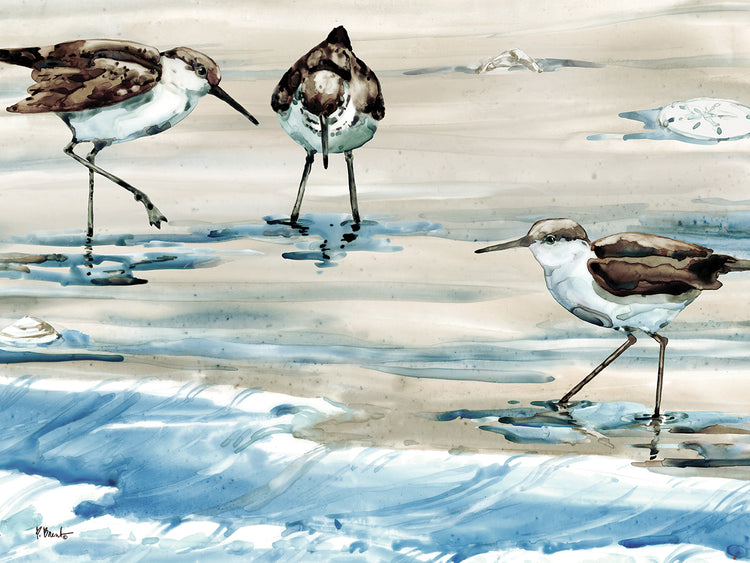 Rockhampton Sandpipers – Horizontal