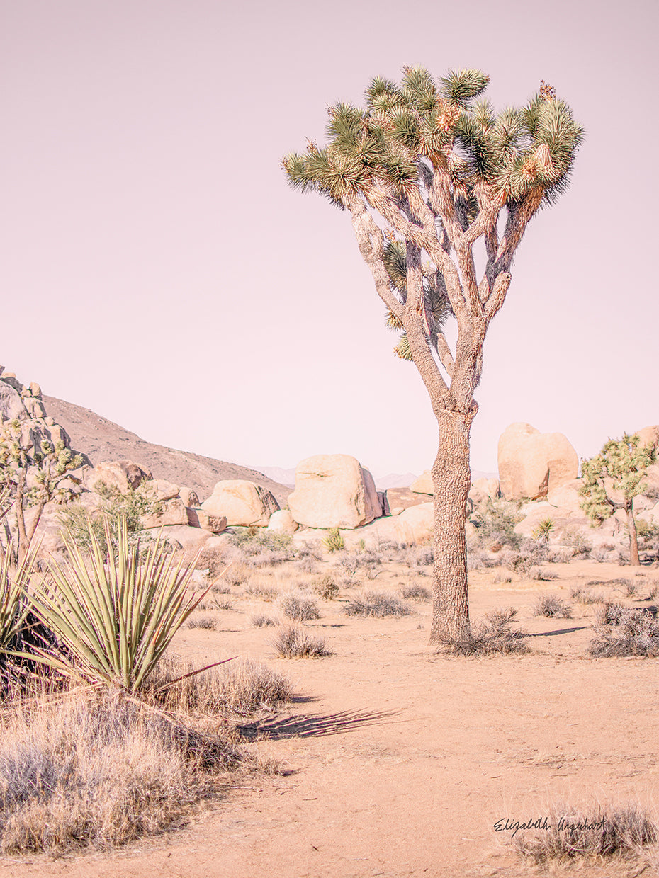 Joshua Tree III Blush
